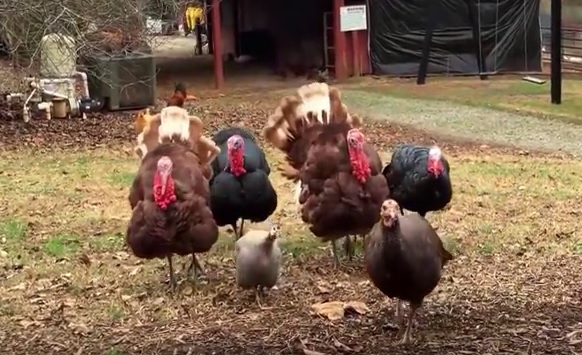 Wilderness Run Vineyards’ Greeters