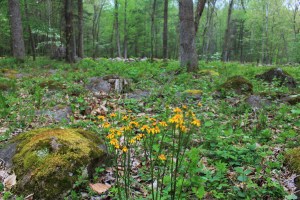 Shadow Mountain Escape. Photo by Casey L. Higgins